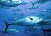 James L. Mood Fisheries